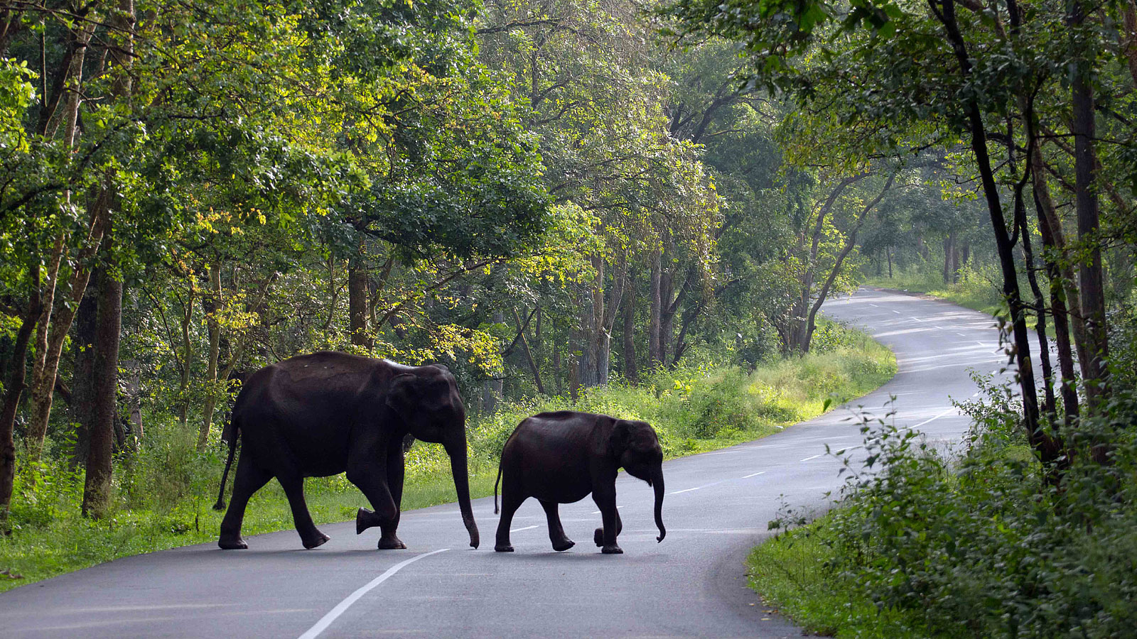 cheerful Kerala & Tamilnadu